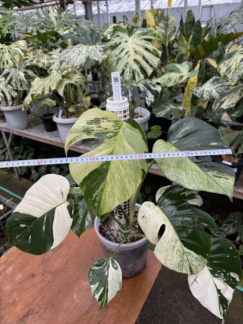 モンステラ・ボルシギアナとは？その魅力と希少性を徹底解説