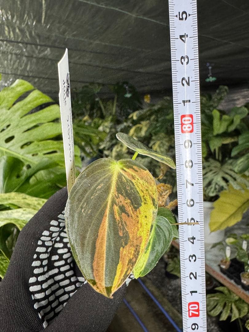 フィロデンドロン メラノクリサム 斑入り 2寸ポリポット