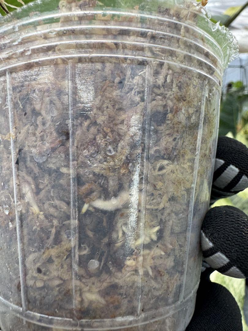 モンステラ ボルギシアナ オーレア 黄斑入り カット苗