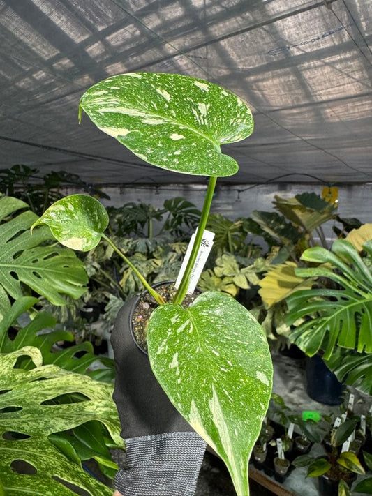 【厳選斑入り】モンステラ デリシオーサ タイコンステレーション 安定成長株 3号(3寸ポット)