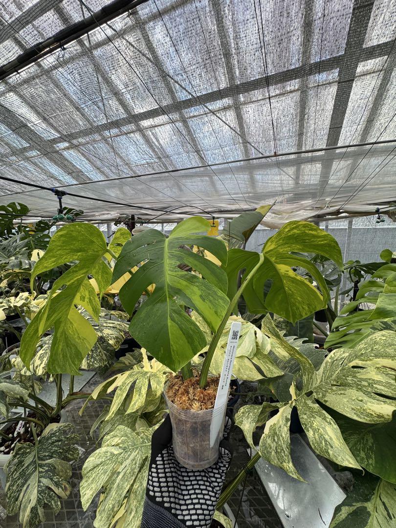 モンステラ　ボルシギアナ　オーレア　黄斑　斑入モンステラ　カット苗　ハーフムーン モンステラ ボルシギアナ オーレア 黄斑 斑入モンステラ カット