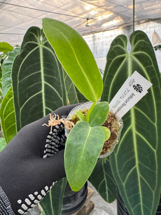 アンスリウム ワロケアナム レギュラーダークフォーム 2号(2寸ポリポット)【深みのあるダーク葉が美しい】