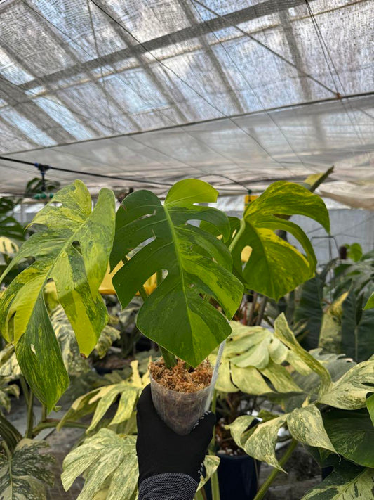 モンステラ ボルギシアナ オーレア 黄斑入り カット苗