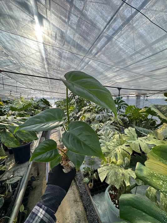 モンステラ シエラナ|3号(3寸ポット) 安定成長株 観葉植物