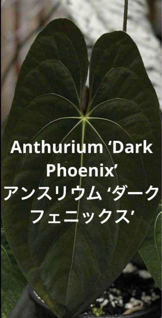 k　アンスリウム レッド ダークフェニックス アンスリウム レッドダークフェニックス×ルクスリアンス | GREEN