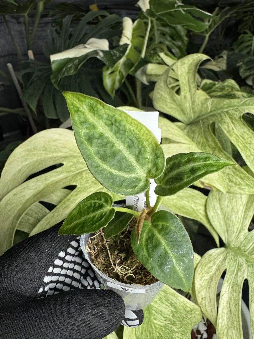 アンスリウム 'ドラヤキ' ハイブリッド ネコポス発送 – JolieNursery