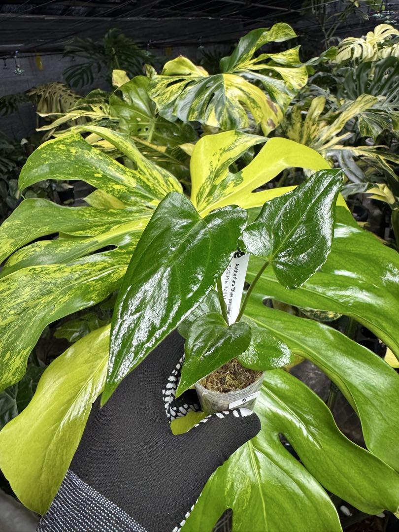 アンスリウム　パピリラミナム×RL 🌱Anthurium papillilaminum RLFS🌱 【'Ralph Lynam' ✖︎ 'Fort