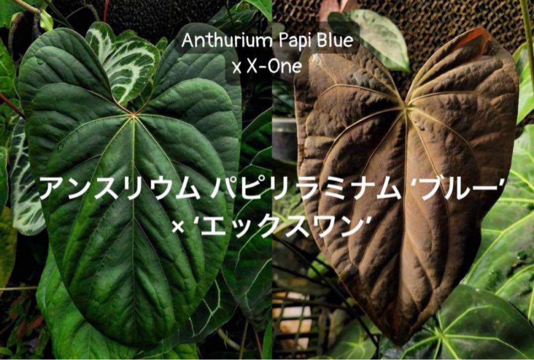 アンスリウム パピリラミナム ‘ブルー’ × ‘エックスワン’