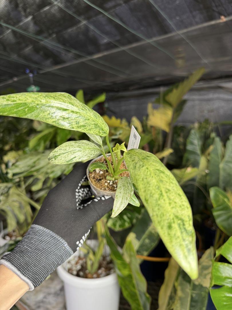 エピプレムナム ギカンチウム マーブル 斑入り ネコポス発送