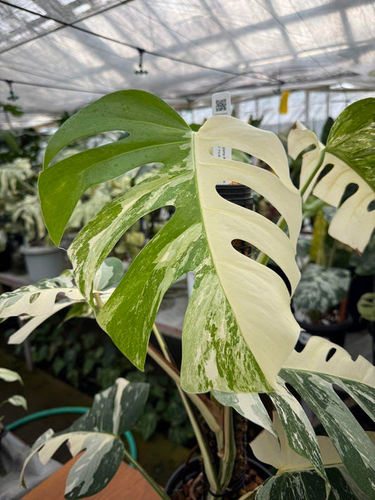 モンステラ ボルギシアナ アルボ ホワイトタイガー斑入り 鉢モスポール付き