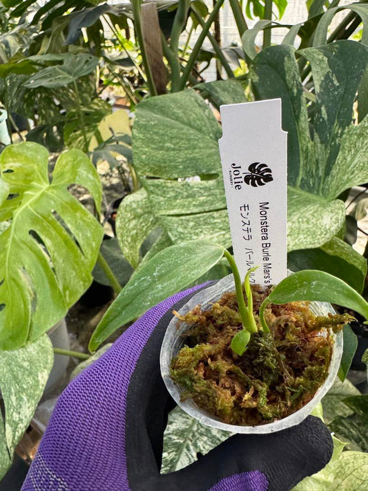 モンステラ バールマルクスフレーム 2寸ポリポット ネコポス