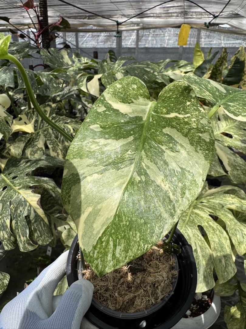モンステラ レガシー カット苗 しっかり発根・健康株