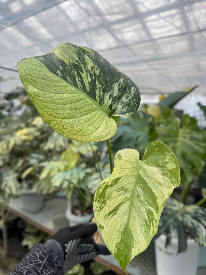 モンステラ　デリシオーサ　ミント　トリカラー斑入り　3色斑入り モンステラ デリシオーサ ミント トリカラー – JolieNursery