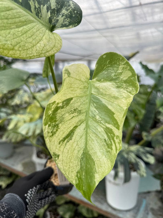 モンステラ デリシオーサ ミント トリカラー