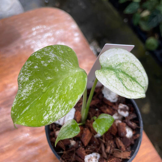 モンステラ デリシオーサ ホワイトモンスター 3号鉢