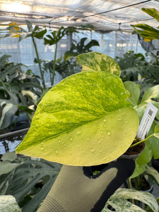 モンステラデリシオーサ イエローマリリン 黄斑入り 2寸ポリポット