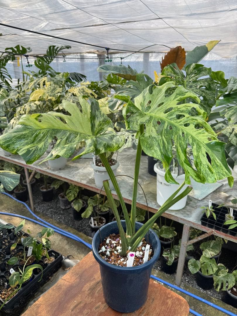 モンステラ デリシオーサ オシャンミント マスターピース – JolieNursery