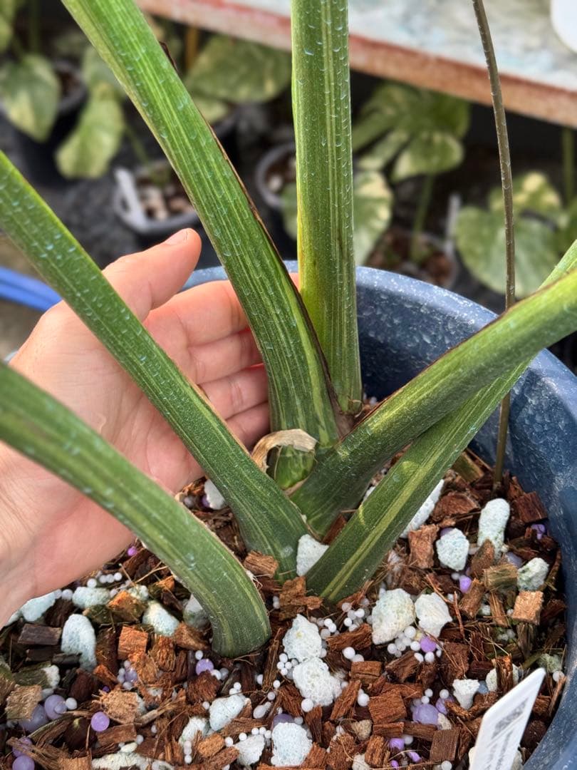 モンステラ デリシオーサ オシャンミント マスターピース