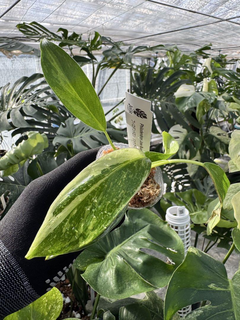 ジョーピー　斑入り　フィロデンドロン 🦍 -TGK-r50404- 🦍 /Philodendron joepii variegated