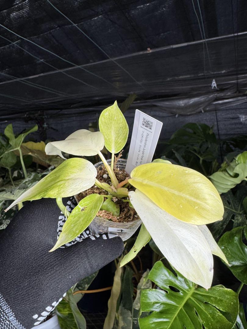 超希少❗️美斑❗️フィロデンドロン　ジャングルフィーバー　斑入り✨ フィロデンドロン ジャングルフィーバー ネコポス発送 – JolieNursery