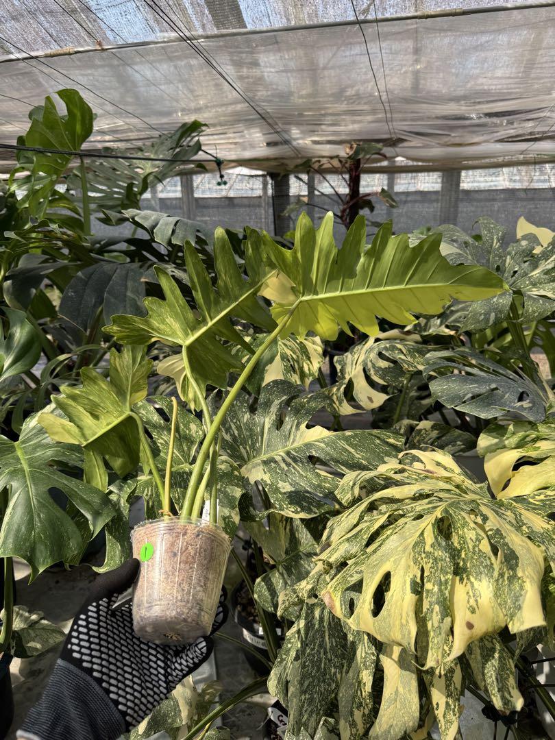 フィロデンドロン キティナ (フロリダビューティー x マヨイ)