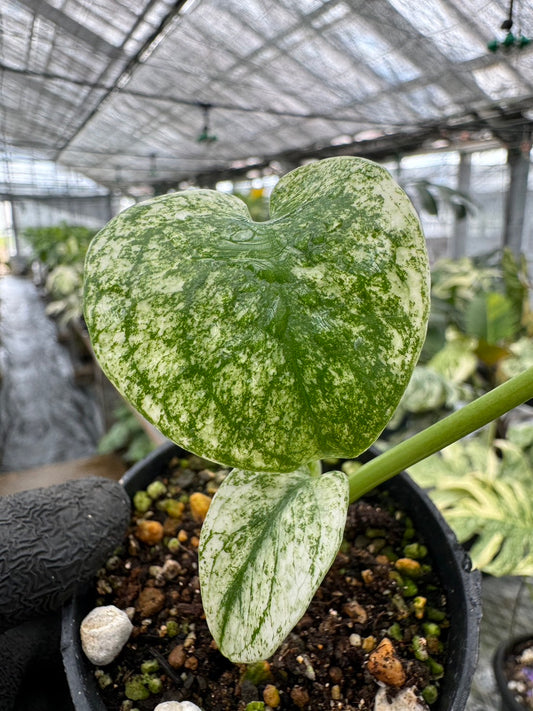 モンステラ デリシオーサ ホワイトモンスター 天津蘭