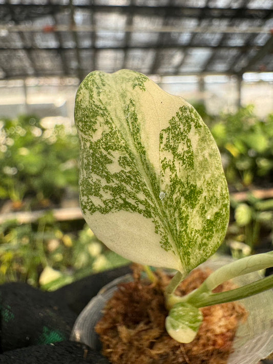 モンステラ デリシオーサ タイコンステレーション厳選斑入り2寸ポリポットネコポス発送