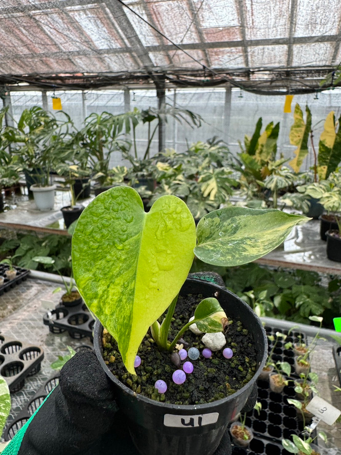 モンステラデリシオーサ イエローマリリン Monstera Deliciosa Yellow Marilyn 組織培養苗　順化済