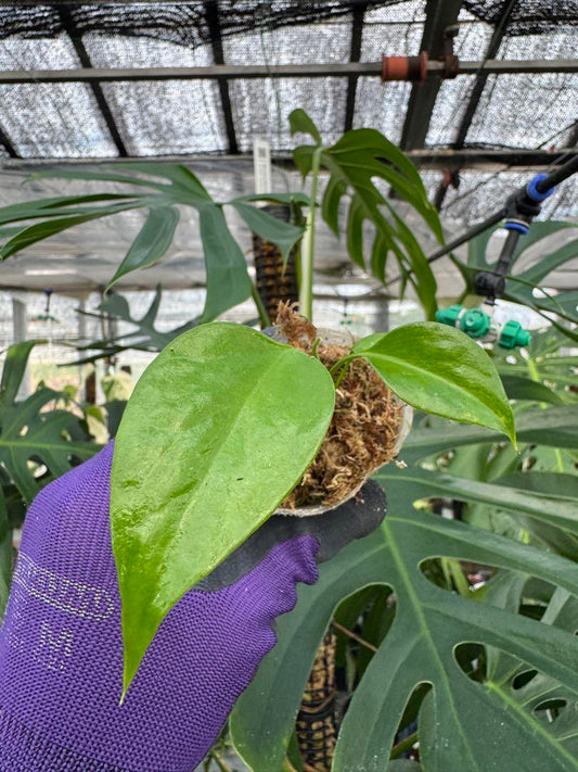 モンステラ シエラナ 斑入り 2号(2寸ポリポット)【個性的な葉姿と美しい斑が魅力】