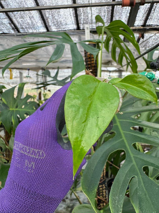 モンステラ シエラナ|2号(2寸ポリポット) 極希少 特選個体 観葉植物