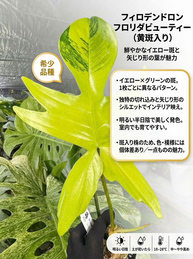 フィロデンドロン フロリダビューティー 黄斑入り カット苗 – JolieNursery