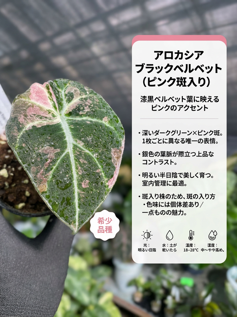 【美しいピンク出ました✨】アロカシア　ブラックベルベット　ピンク　斑入り　希少 アロカシア ブラックベルベット ピンク斑入り 希少ベルベット葉 2寸
