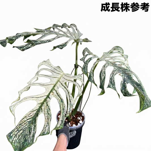 モンステラ デビルモンスター 極希少・珍奇植物