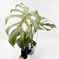 デビルモンスター成長株