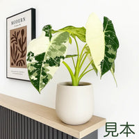 斑入りグリーンベルベット