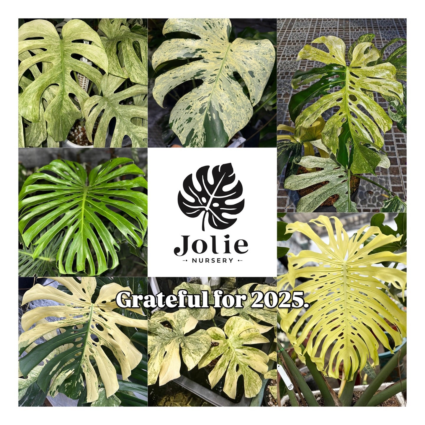 モンステラ シエラナ|2号(2寸ポリポット) 極希少 特選個体 観葉植物