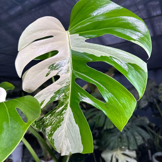 モンステラ ボルギシアナ アルボ ホワイトタイガー斑入り 健康カット苗