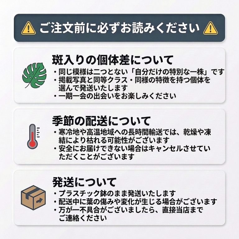 モンステラ セブブルー ミント 鉢モスポール付き