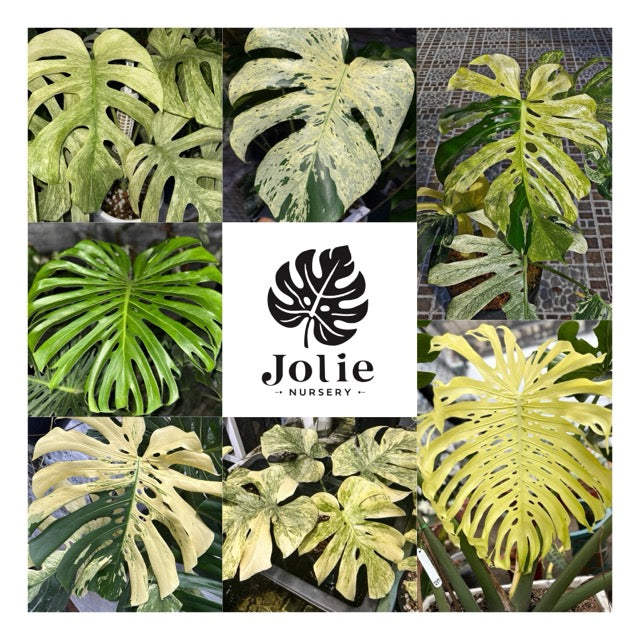 アロカシア ニンジャ 斑入り 2寸ポリポット