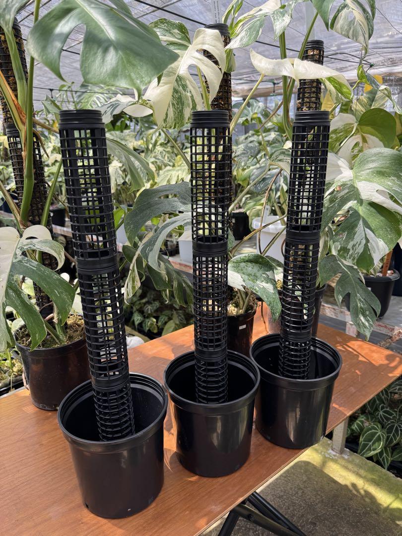 鉢付きモスポールセット連結可能 つる性 観葉植物 支柱