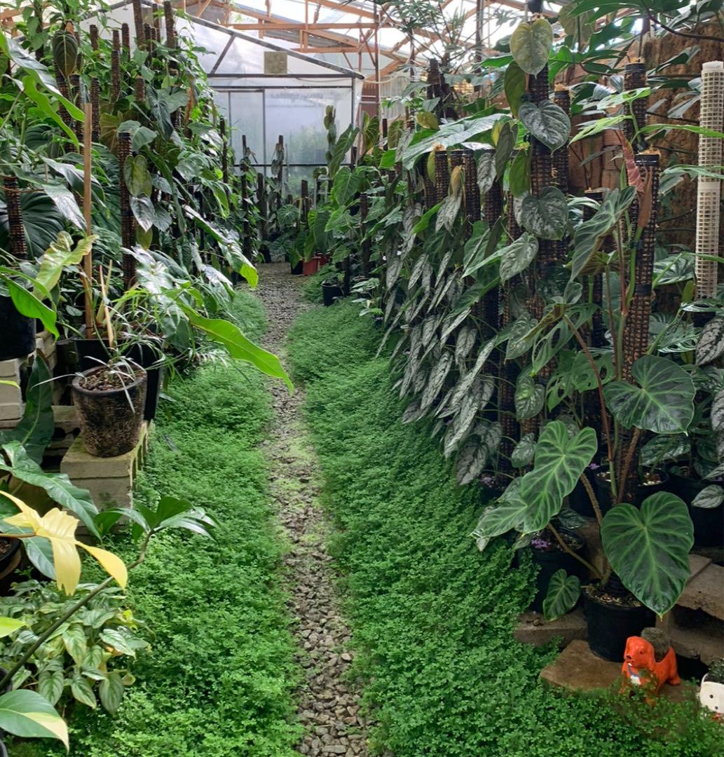 水苔無しモスポール 生産プロの秘訣 植物用上り棒 10本まとめ 白20cmサイズ