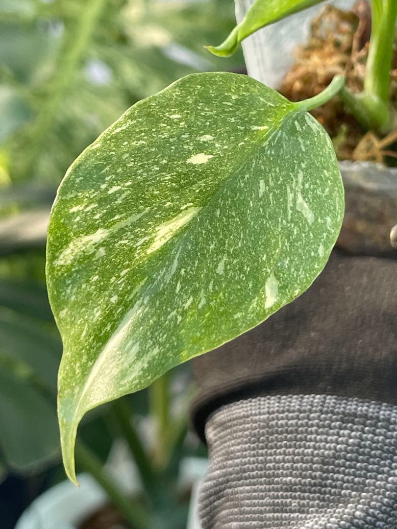 モンステラ デリシオーサ タイコンステレーション厳選斑入り2寸