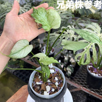 未命名選抜