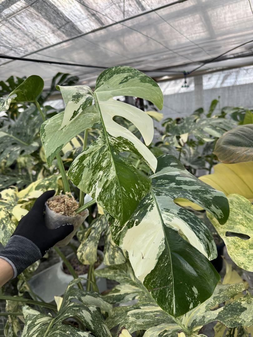 モンステラ ボルギシアナ アルボ 白斑 健康カット苗 – JolieNursery