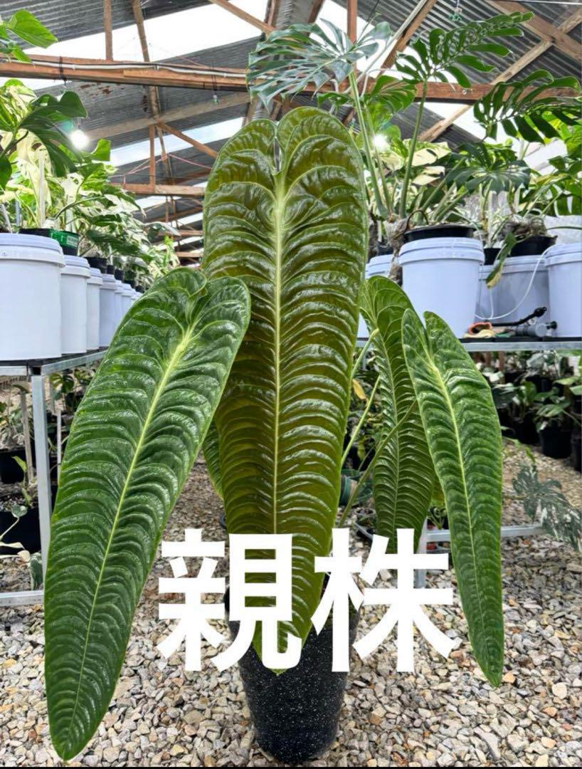 アンスリウム ベイチー 組織培養苗 順化済 2寸ポリポット – JolieNursery