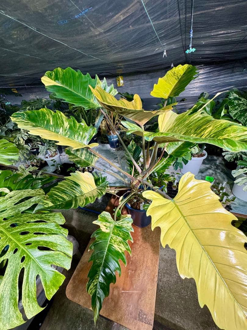 幸*様 フィロデンドロン　キャラメル　マーブル(大株) フィロデンドロン キャラメルマーブル 斑入り 巨大株 見本株
