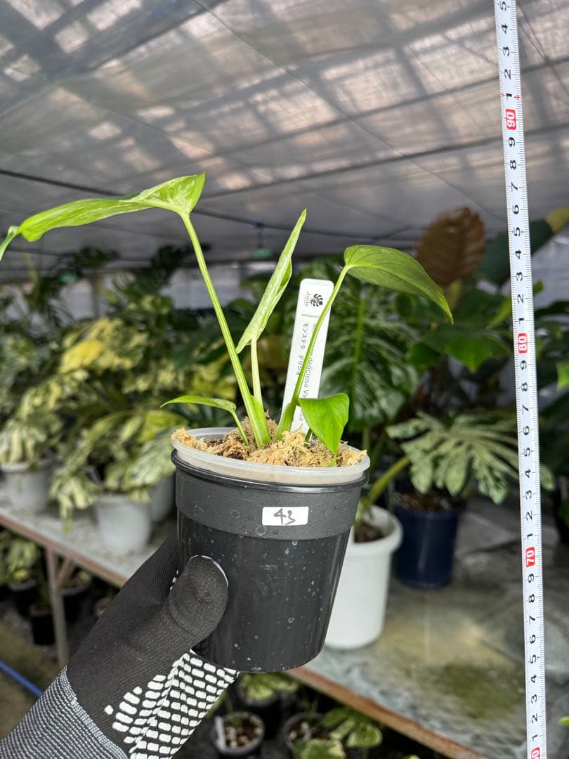 モンステラ デリシオーサ ベトシオーサ