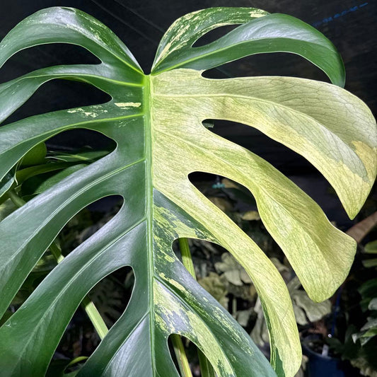 モンステラ ジャングル ミント(ボルギシアナx デリシオーサミント)