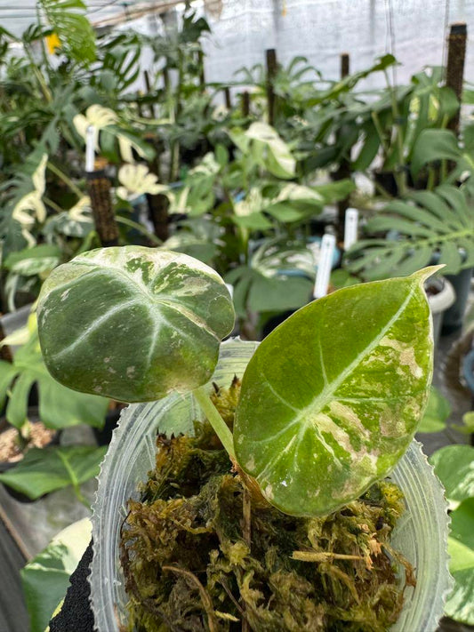 激レア アロカシア ブラックベルベット ピンク斑入り 組織培養苗 順化済