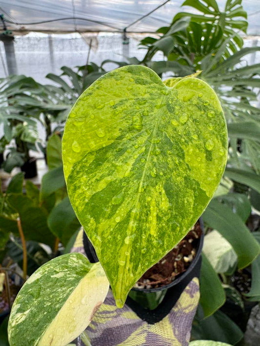 モンステラデリシオーサ イエローマリリン 黄斑入り